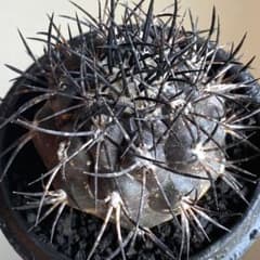 コピアポア 栗星玉 Copiapoa griseoviolacea 種子30粒❸