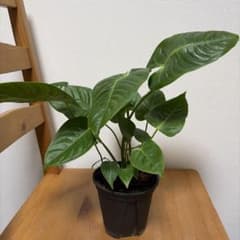 アンスリウム ベイチー 4号＊ - メルカリ