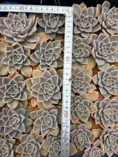 多肉植物。エケベリア. HARRY WATSON.カット苗3個のサムネイル