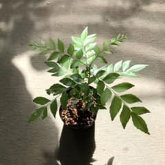 カレーリーフ苗　実生苗　②のサムネイル
