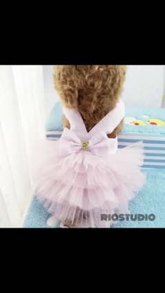 犬ドレスのサムネイル