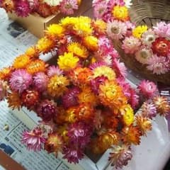 ドライフラワー花材  20本のサムネイル