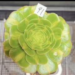 91 #観葉植物 アエオニウム錦 ❤️翡翠琉璃❤️1大頭6子芽12cm 拔き苗