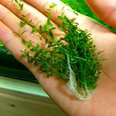 パールグラス 3株 専用のサムネイル
