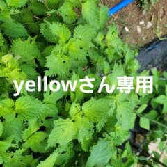 大葉のサムネイル