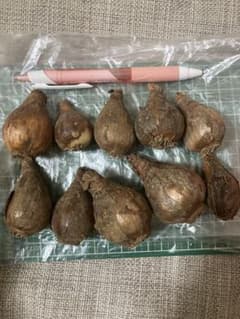 水仙(？) 10球根のサムネイル