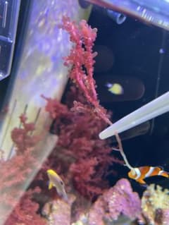 レッドグレーププランツ×1本　海藻　紅藻　(7〜15cm)のサムネイル
