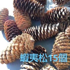 松ぼっくり、蝦夷松入荷、平均長53mm,平均径26mm 使いやすい15個セットのサムネイル