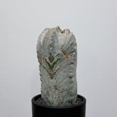 【美株】アストロフィツム 白鸞鳳玉 国内実生 塊根植物 多肉植物 ユーフォルビア 美株】アストロフィツム 白鸞鳳玉 国内実生 塊根植物 多肉植物