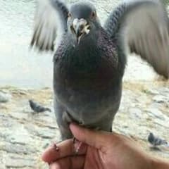 ＲＡＶＥさん  パールグラスのサムネイル