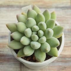 多肉植物　アルロビー　（アロビー）のサムネイル