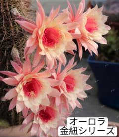 41-オーロラ金紐 新品種 金紐シリーズ 花サボテン 巨大カキコ - メルカリ