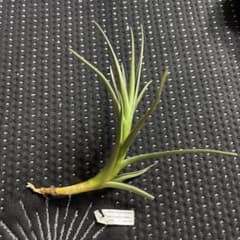 Tillandsia Mystic Trumpet Bordeaux発根済みのサムネイル
