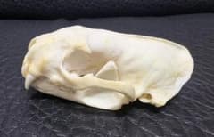 フェレット（Ferret）頭骨 フェレット（Ferret）頭骨 - メルカリ