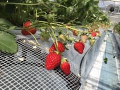 いちご様専用のサムネイル