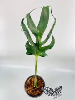 Monstera Unniiae モンステラ　デリシオーサ ウンニアエ m63390702085_1.jpg?1759918140