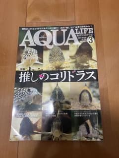 月刊アクアライフ 2024年3月号 推しのコリドラスのサムネイル