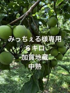 中熟梅　加賀地蔵　 みっちぇる様専用　６キロのサムネイル