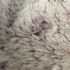マジェスタ セルシオ 完成品 まとめてのサムネイル