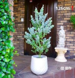 パールアカシア 苗 126cm❗ 8号 ❗大型 美しい樹形 爽やかシルバー