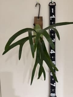 ビカクシダ サウスシー 板付 Platycerium Southsea #2のサムネイル