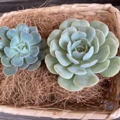 多肉植物 ルシタ　カット苗 2苗セットのサムネイル