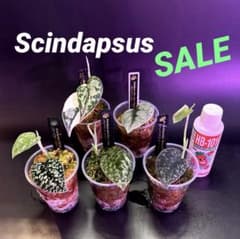 スキンダプサス　綺麗な斑入りセット　A1 ドラゴンのおまけ付き スキンダプサス 綺麗な斑入り セットSALE H9 - メルカリ