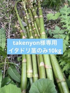 takenyon様専用　イタドリ茎のみ10kgのサムネイル