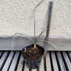 ユッカ エラータ 1株 抜き苗 No.3 ドライガーデン - メルカリ