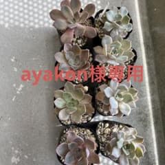 ayakon様専用出品‼️確認用のサムネイル