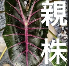つ*さ様 極上 アロカシア ブラックサタン ピンクスターダスト 芋株 m63443055832_1.jpg?1784756869