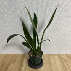 サンスベリア ローレンチー 観葉植物 抜き苗　⑪のサムネイル