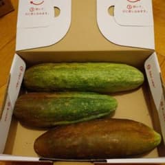 糠塚きゅうり 地きゅうり 3本のサムネイル