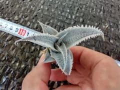 採りたてカキコ②☆連棘マルニエルラポストレイ☆ディッキア☆連刺