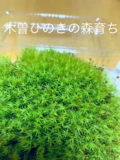 天然 苔 タマゴケ Lパックのサムネイル