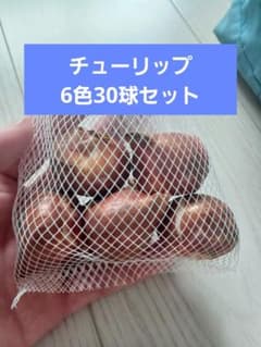 チューリップ球根 6色30球セットのサムネイル