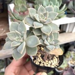 姫朧月　薄氷　多肉植物のサムネイル