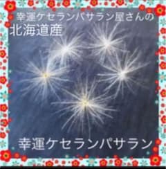 ☆ 大好評 ☆ 金運開運 ケセランパサラン 5個 ☆のサムネイル