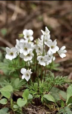 ヒゴスミレ　種　⑤ 60粒+α 山野草　芳香性　すみれ　菫のサムネイル