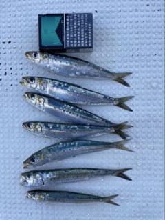 あずき様専用　天草産イワシ 冷凍餌　1キロのサムネイル