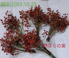 野ばらの実　約20センチ　50本　　　R3.10.23採取のサムネイル