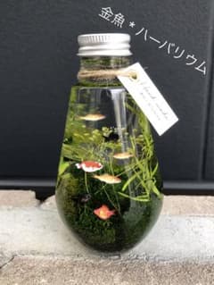 3400→3260円❤️【小さな水槽】 金魚 * ハーバリウムのサムネイル