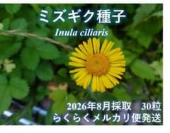 イ*ス様 ミズギク種子30粒　実生累代品　らくらくメルカリ便発送のサムネイル