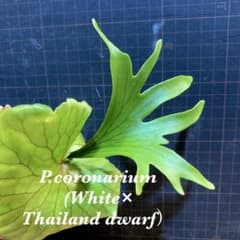 P.coronarium（White ×Thailand dwarf）胞子培養⑧ - メルカリ
