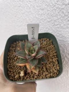 多肉植物　モノケロティス錦　美苗のサムネイル