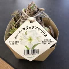 マジックアマリリスのサムネイル