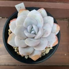 多肉植物　エケベリア　ラウイのサムネイル