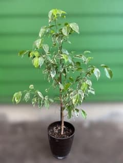 フィカス ベンジャミン 斑入り 観葉植物 鉢植え④ 手渡し限定です！！のサムネイル