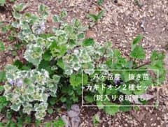 八ヶ岳 農薬不使用 カキドウシ 2種セット 大量 箱いっぱい カキドオシ