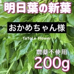 明日葉の新葉200g 〜220g 柔らかい新葉のお届けします♪小動物にのサムネイル